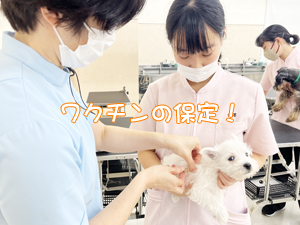 モデル犬の健康を守ります！